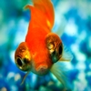 simofish.